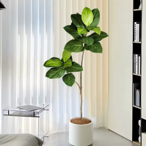 Tropical Magnolia Indoor Tree