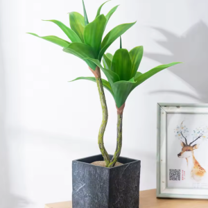 Tropical Agave Indoor Plant