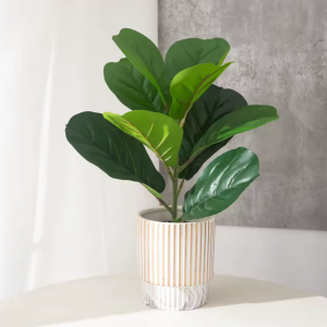 Tropical Ficus Indoor Plant