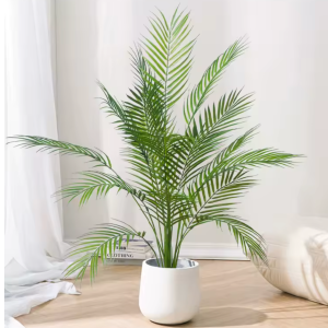 Palm Jacaranda Indoor Tree