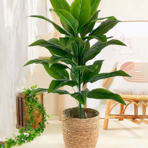 Palm Fern Indoor Plant