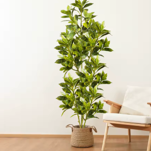 Tropical Fiddle Figger Indoor Tree