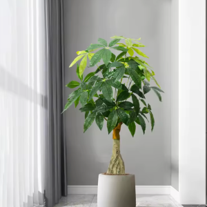Green Lucky Indoor Tree