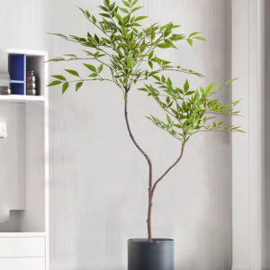 Nandina Lucky Indoor Tree