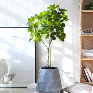 Tropical Monstera Indoor Palm Tree